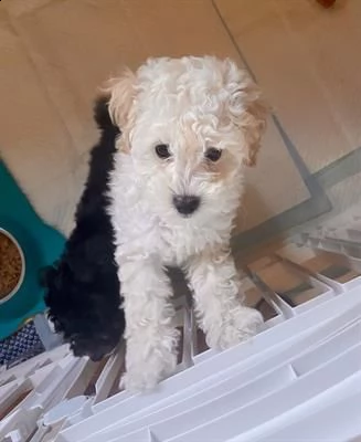 disponibile cucciolo maschio di barboncino nan