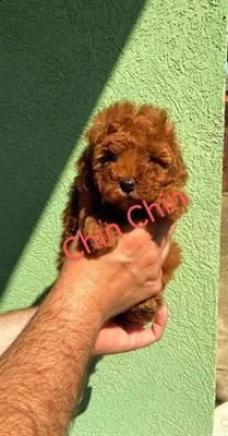 barboncino rosso cuccioli