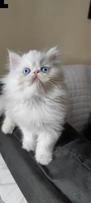 disponibile tre monelli di persiano ipertipico.