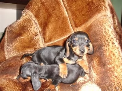 cucciole di bassotto nano