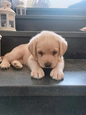 cuccioli di labrador. disponibili maschi e femmine.