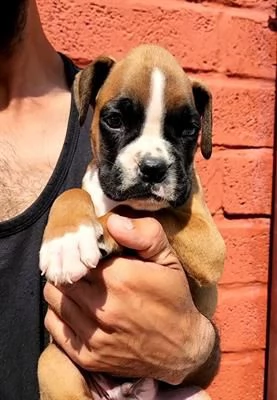 splendidi cuccioli di boxer. 