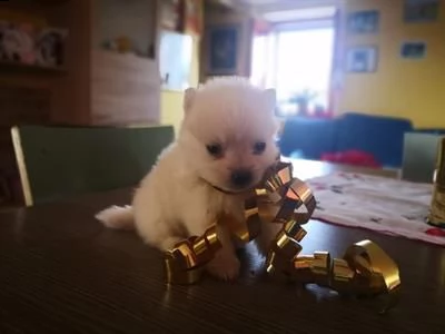 disponibile meraviglioso batuffolo di pomerania toy