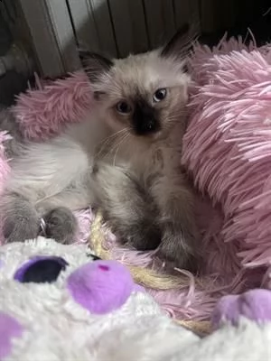 dolcissima ragdoll, seal point nata e cresciuta in ambiente familiare,