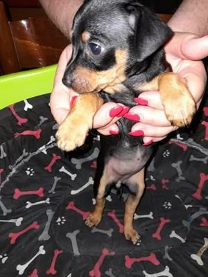 pinscher toy cuccioli