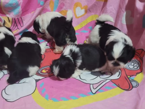 cuccioli di shitzu | Foto 3