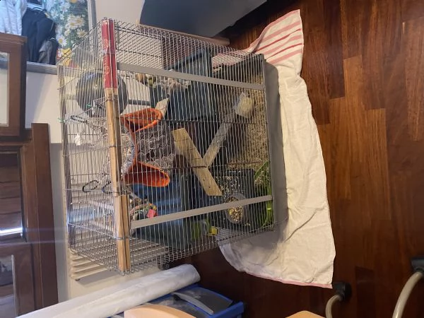 ragalo 3 ratti domestici  inclusa gabbia e cibo da 1 kg  | Foto 2