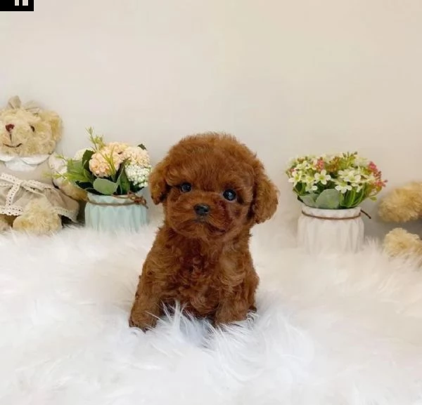 regalo barboncino cuccioli