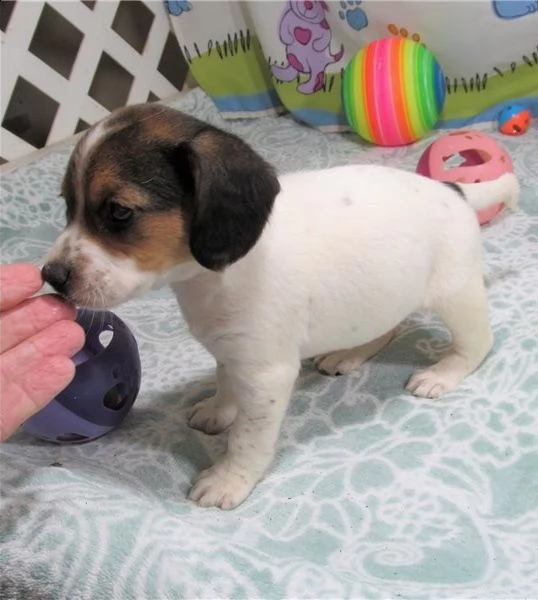 regalo beagle cuccioli meravigliosi ! 