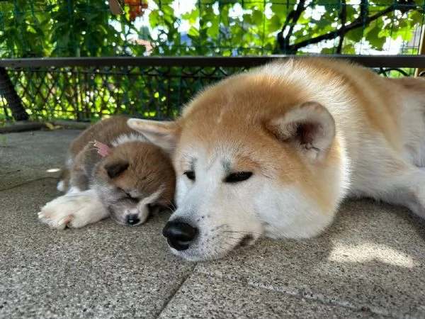 cuccioli di akita inu con pedigree enci | Foto 1