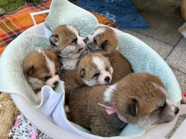 cuccioli di akita inu con pedigree enci | Foto 0