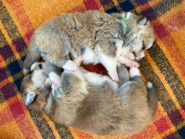 cuccioli di akita inu con pedigree enci