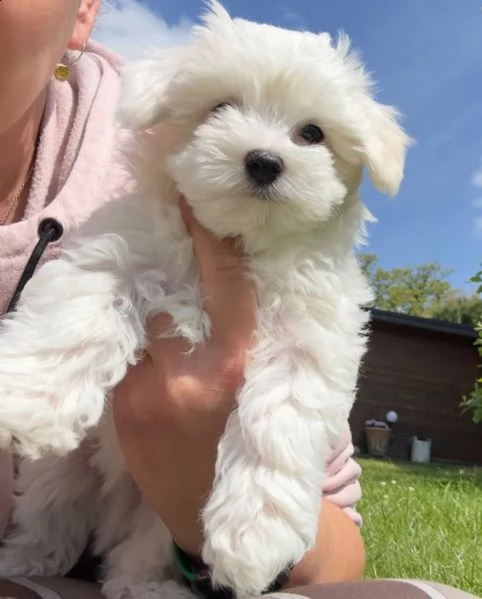 cuccioli di maltese di taglia piccola  | Foto 2