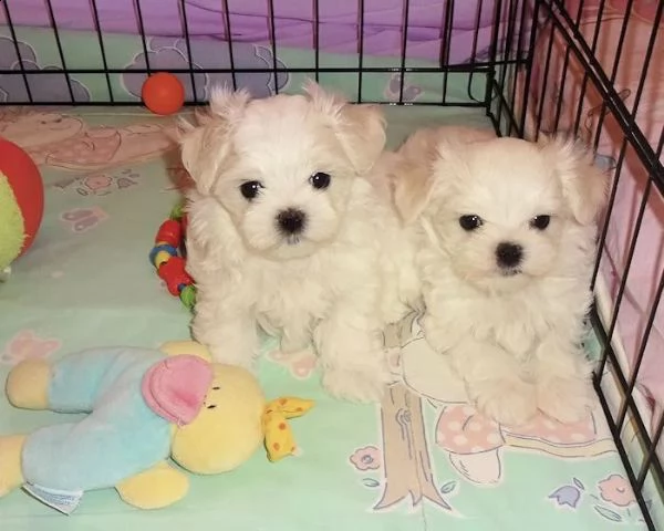 cuccioli di maltese di taglia piccola  | Foto 1