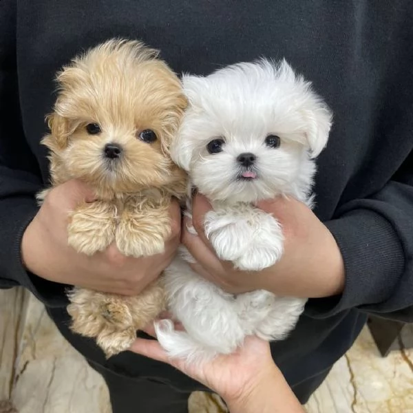 regalo barboncino cuccioli