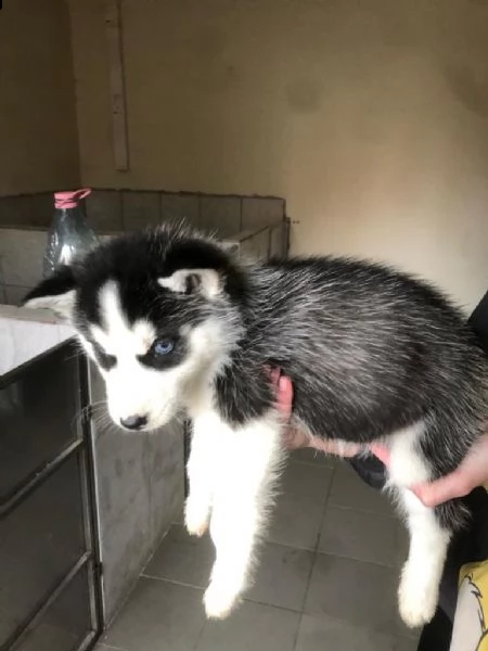3 siberian husky occhi color ghiaccio stupendi | Foto 3