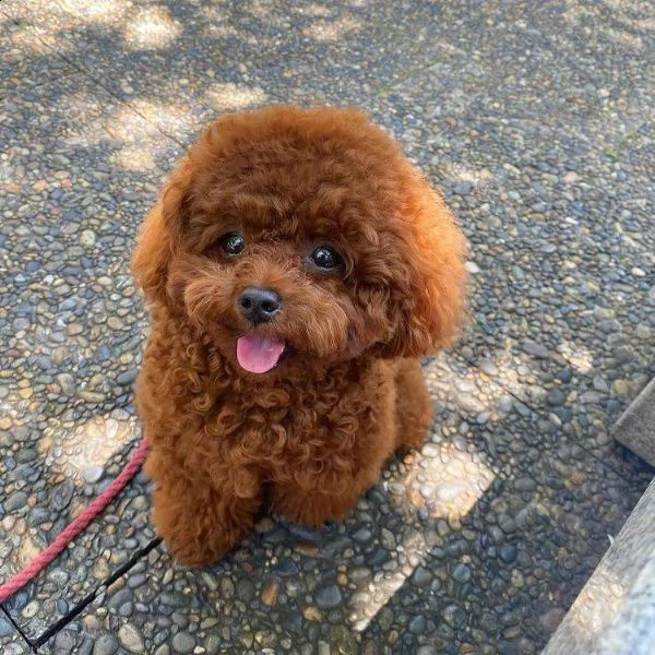 cuccioli di barboncini taglia piccola!!! | Foto 0