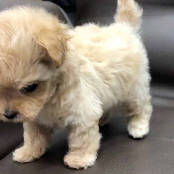 regalo cuccioli di barboncino