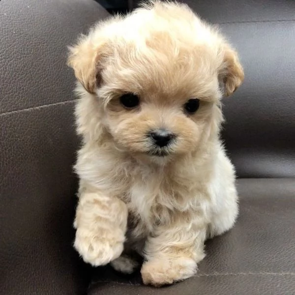 regalo cuccioli di barboncino | Foto 0
