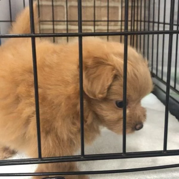 regalo cuccioli di barboncino.