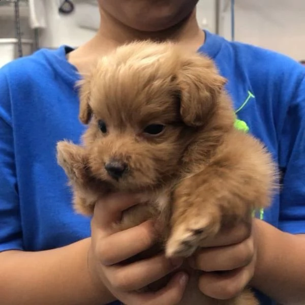 regalo cuccioli di barboncino. | Foto 1