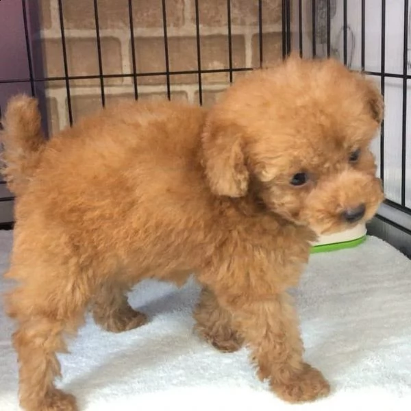 regalo cuccioli di barboncino??????