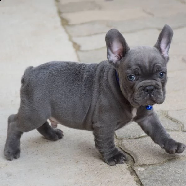 regala cuccioli di bulldog francese | Foto 0