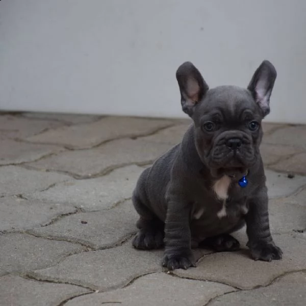 regala cuccioli di bulldog francese