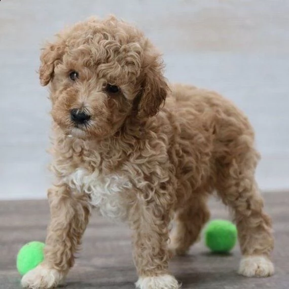 regalo cuccioli di barboncino femminucce e maschietti disponibili .