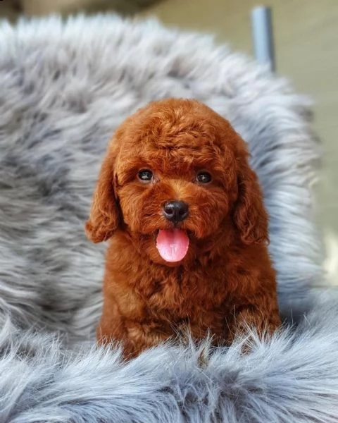 cuccioli barboncino toy | Foto 0