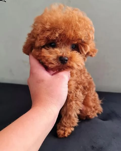 cuccioli di barboncini taglia piccola!! | Foto 0