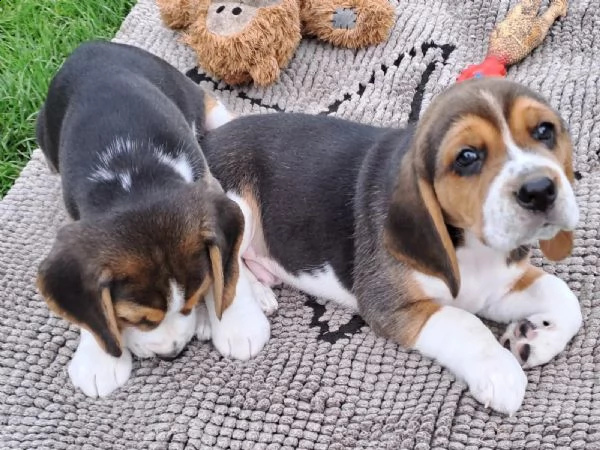 cuccioli di beagle splendidamente disegnati -