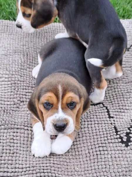 cuccioli di beagle splendidamente disegnati - | Foto 3