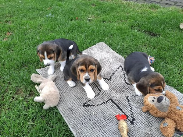 cuccioli di beagle splendidamente disegnati - | Foto 1