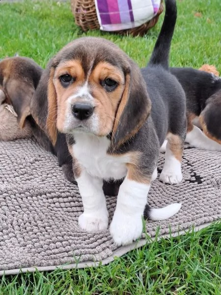 cuccioli di beagle splendidamente disegnati - | Foto 0
