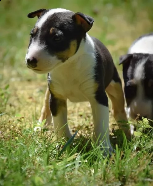 3 splendidi cuccioli di bull terrier | Foto 0