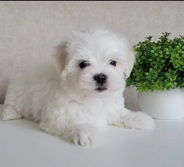 regalo  maltese mini toy