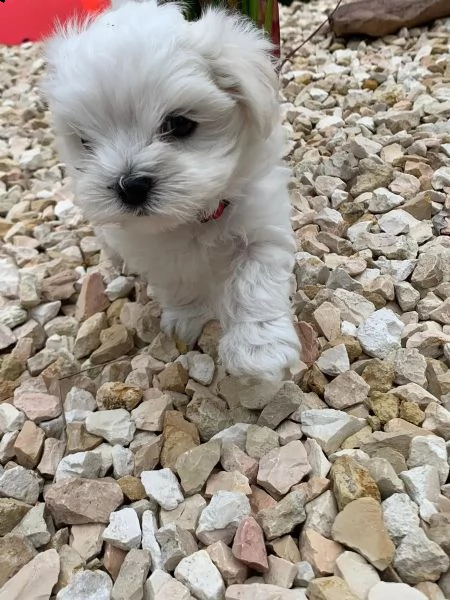 piccoli meravigliosi cuccioli maltese toy ,carattere dolcissimo | Foto 1