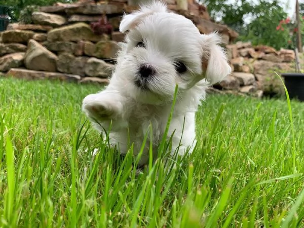 piccoli meravigliosi cuccioli maltese toy ,carattere dolcissimo | Foto 0