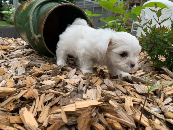 piccoli meravigliosi cuccioli maltese toy ,carattere dolcissimo