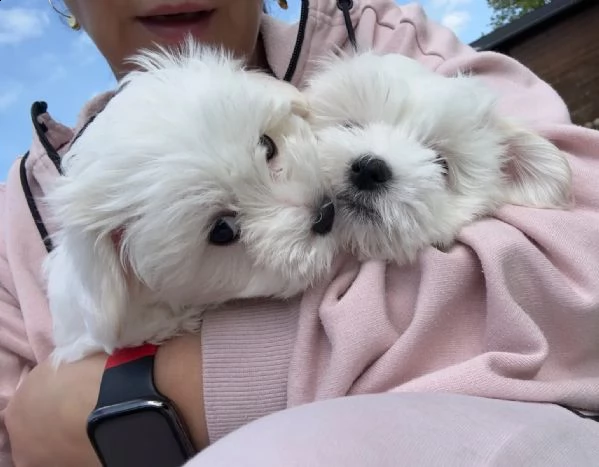 bellissimi cuccioli maltesi  | Foto 3