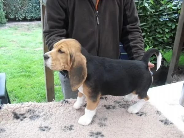 cuccioli di beagle tre colori in cerca di nuove case | Foto 1