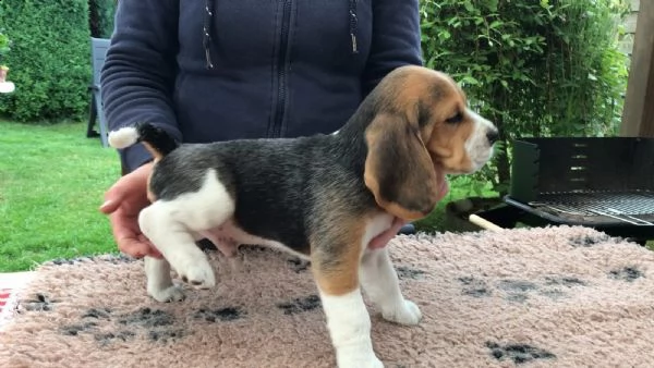 cuccioli di beagle tre colori in cerca di nuove case | Foto 0