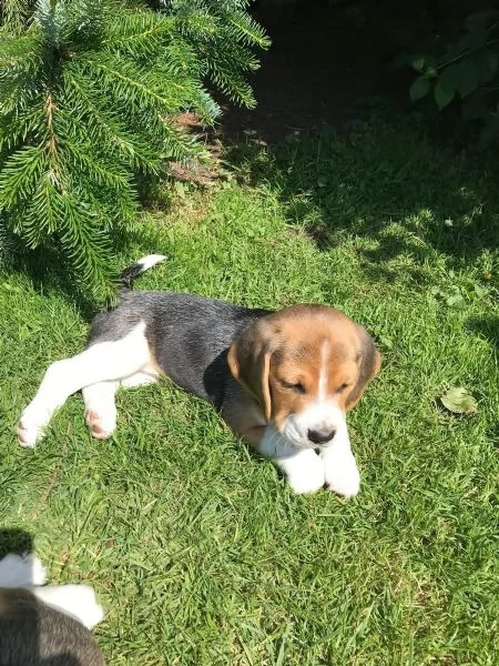 cuccioli di beagle tre colori in cerca di nuove case