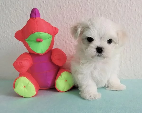 tre  cagnolino bianco di maltese toy italiano  | Foto 3