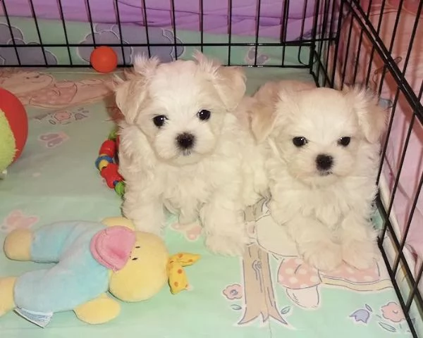 tre  cagnolino bianco di maltese toy italiano  | Foto 2