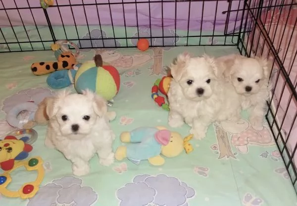 tre  cagnolino bianco di maltese toy italiano  | Foto 1
