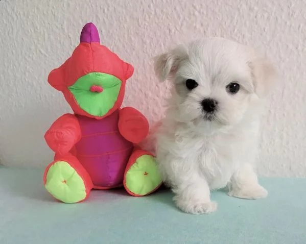 tre  cagnolino bianco di maltese toy italiano  | Foto 0
