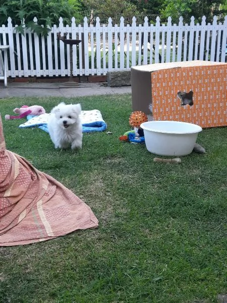 bellissimi cuccioli di maltese | Foto 1