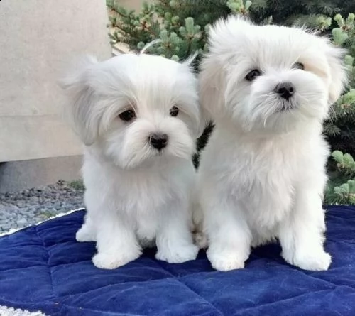 micro simpatici cuccioli di maltese per l'adozione